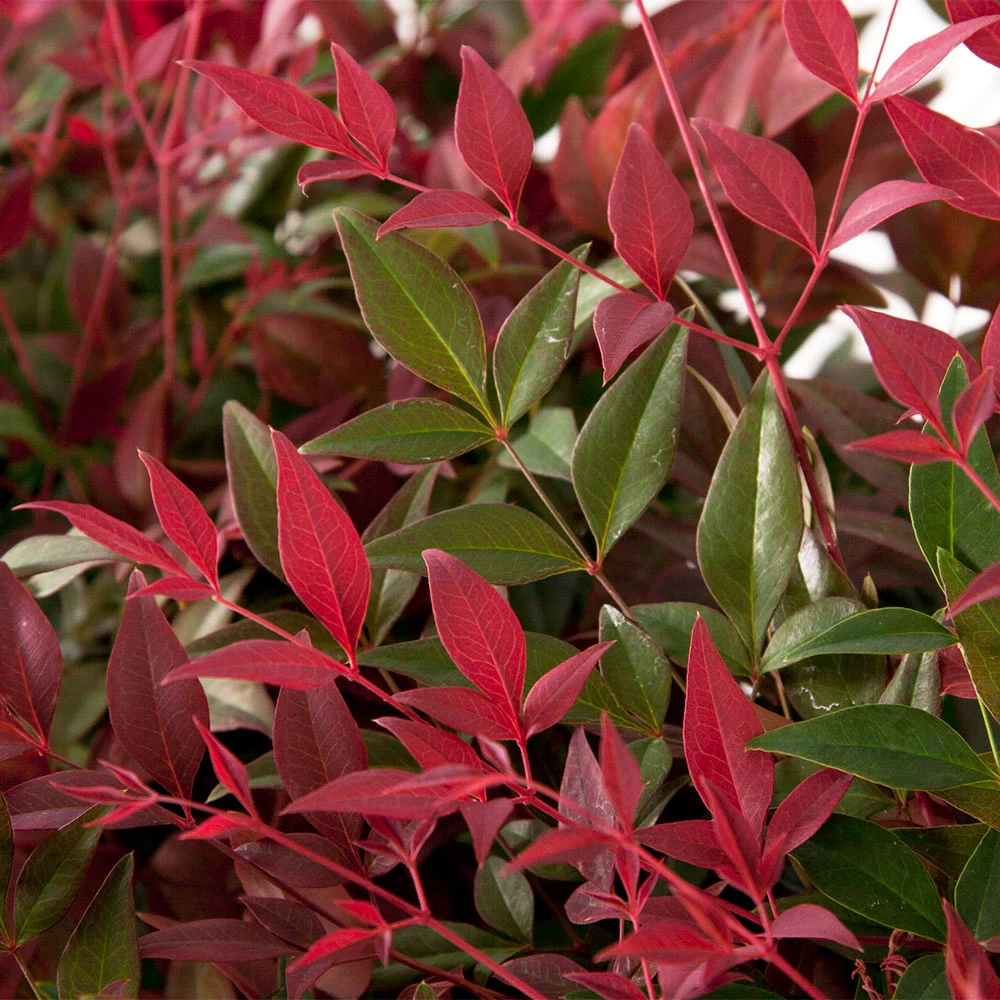 Flirtâ„¢ Nandina Shrub - Image 3