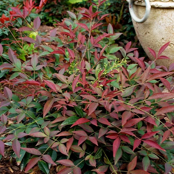 Flirtâ„¢ Nandina Shrub