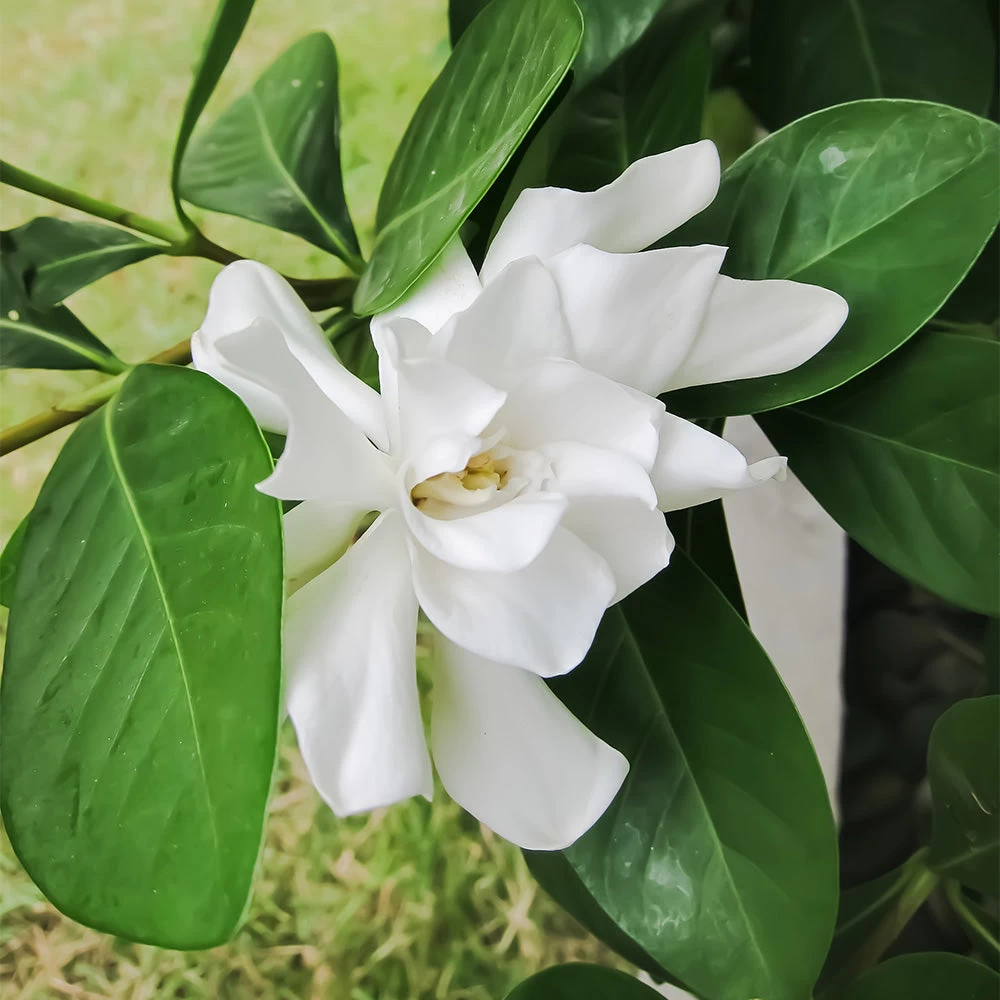 Four Seasons Gardenia Shrub - Image 3