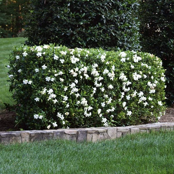 Four Seasons Gardenia Shrub - Image 2