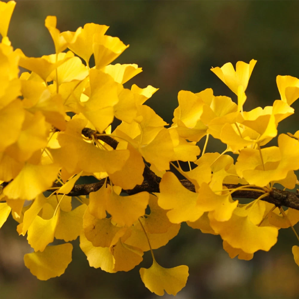 Goldspire⢠Ginkgo Tree - Image 4