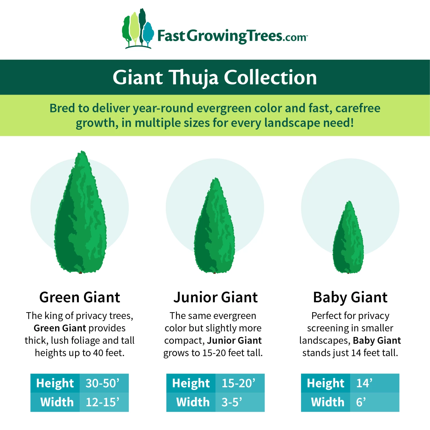 Junior Giant Thuja Tree - Image 5