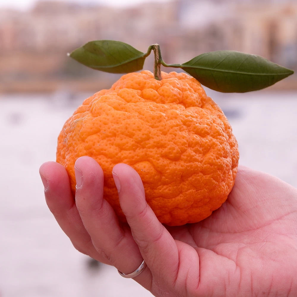 Gold Nugget Mandarin Tree - Image 3