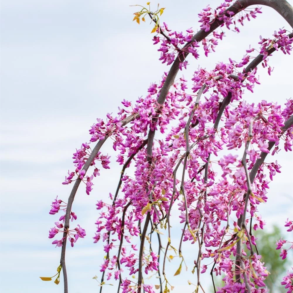 Golden Falls® Redbud Tree - Image 4