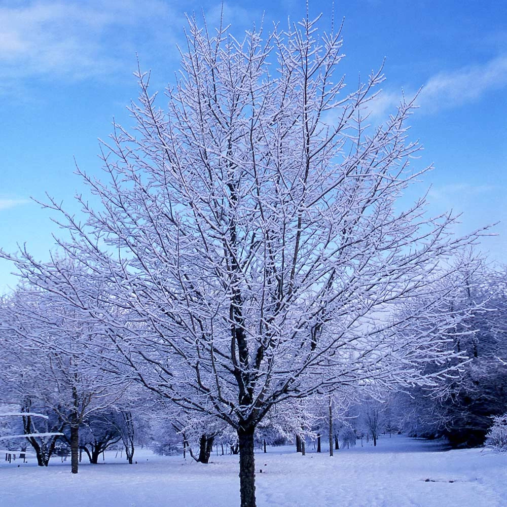 Green Mountain Sugar Maple Tree - Image 6
