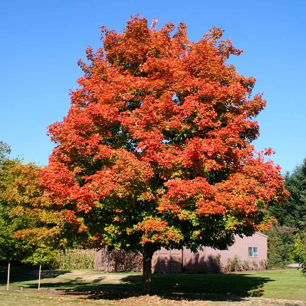 Green Mountain Sugar Maple Tree - Image 2