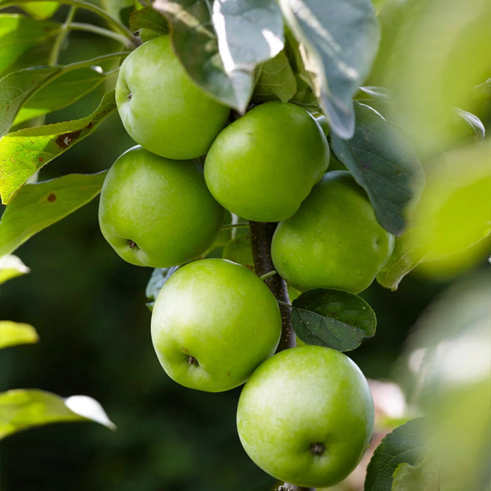 Tangy Green Columnar Apple Tree - Image 5