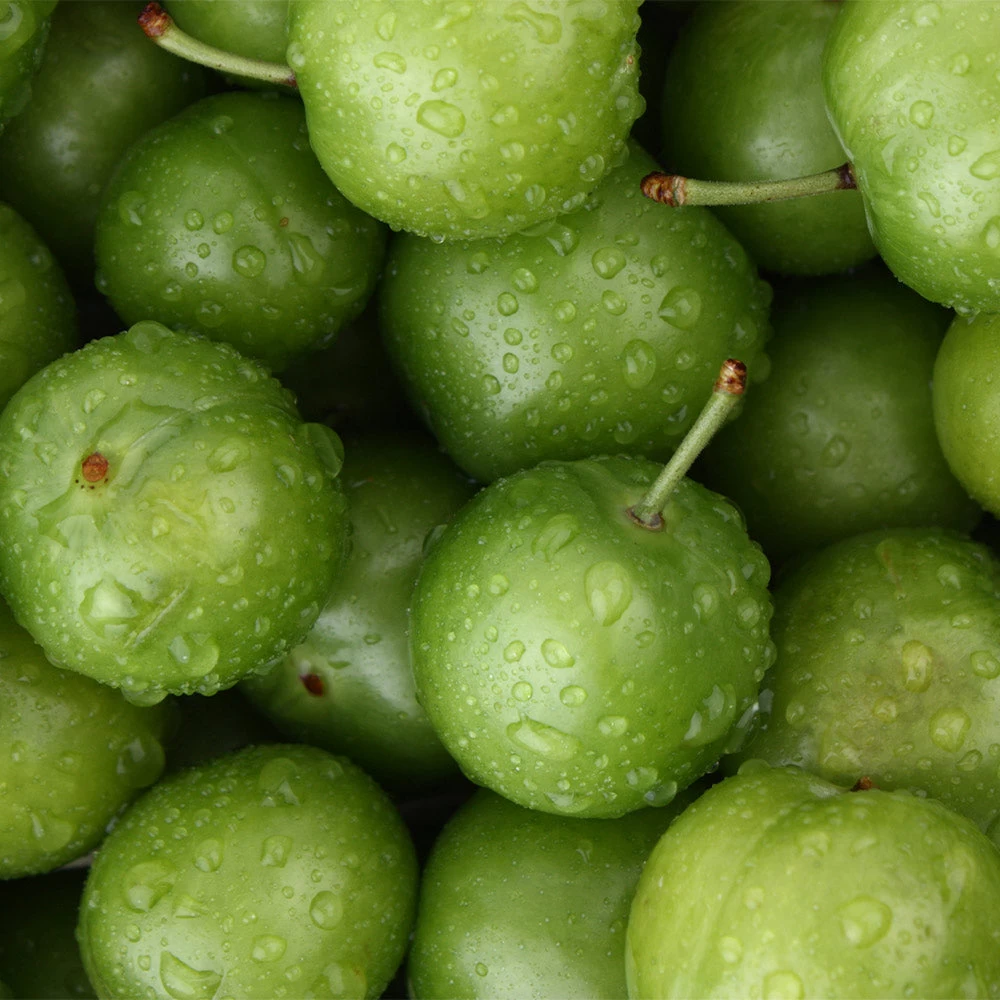 Green Gage Plum - Image 3