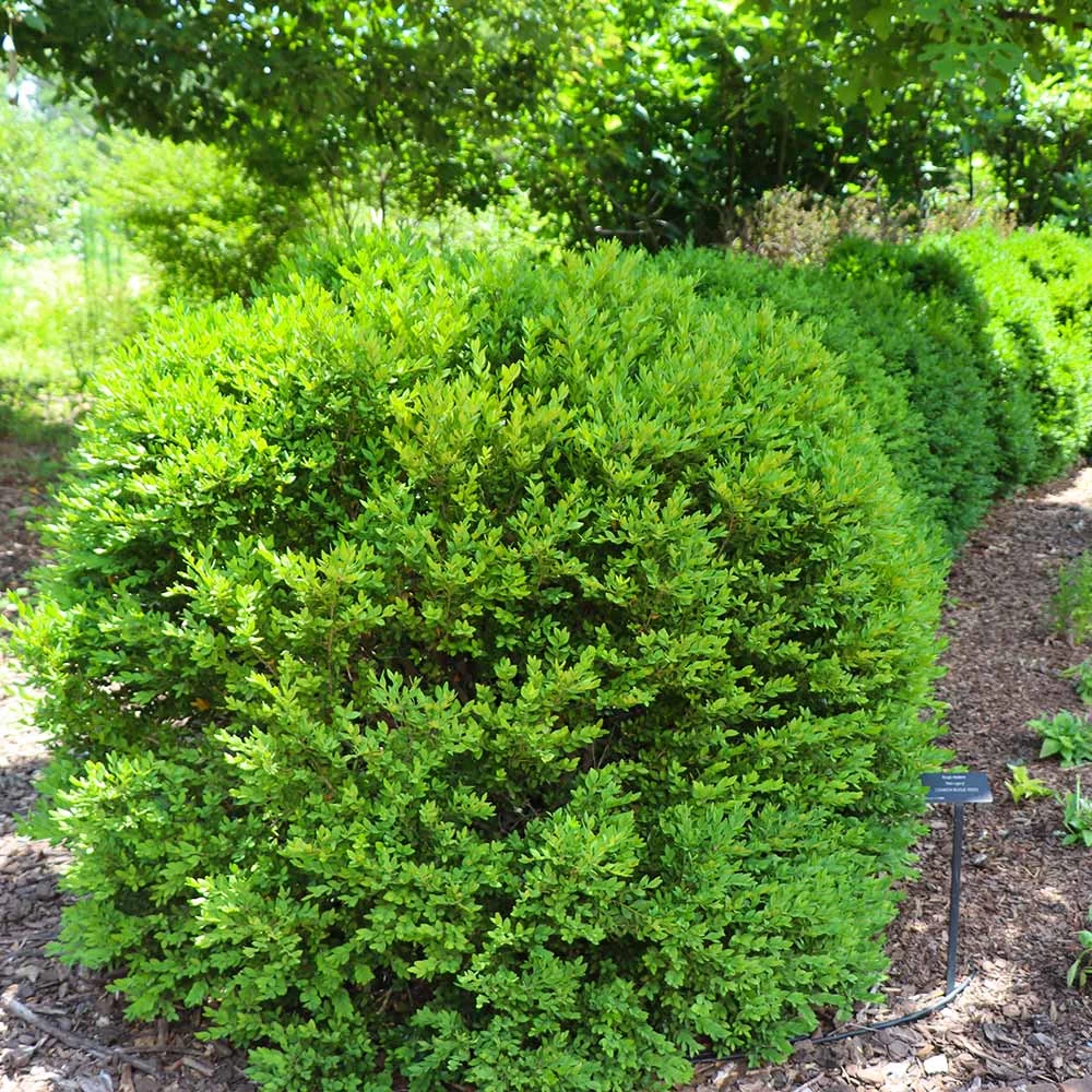 Green Velvet Boxwood Shrub - Image 6