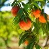 Harvester Peach Tree - USDA Organic