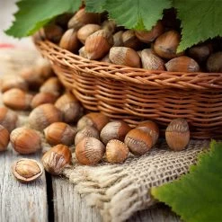 Hazelnut Pollinator Pack