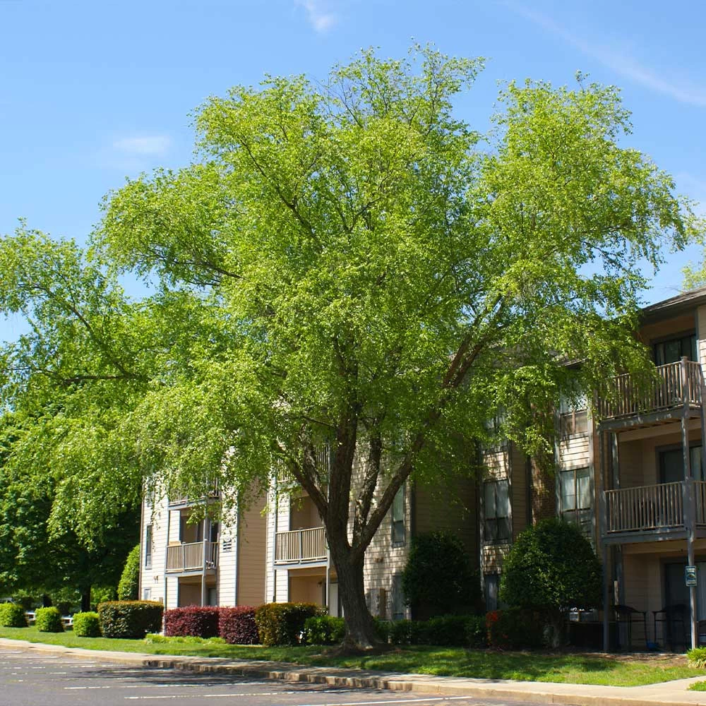 Heritage® River Birch - Image 3