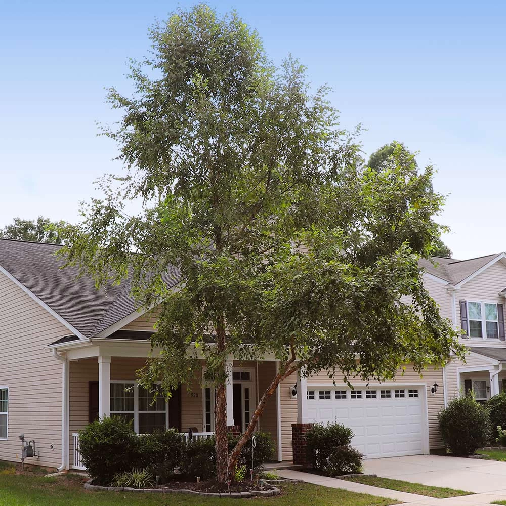 Heritage® River Birch - Image 4