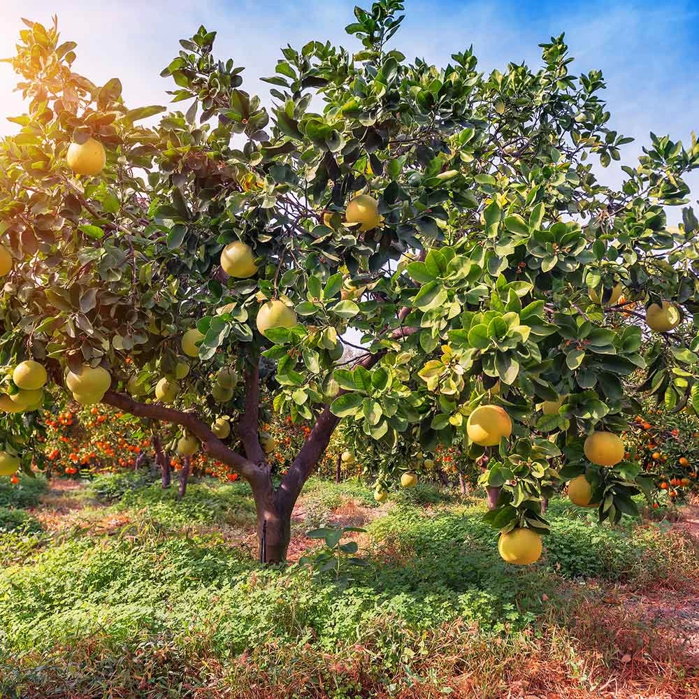 Hirado Pummelo Tree - Image 3