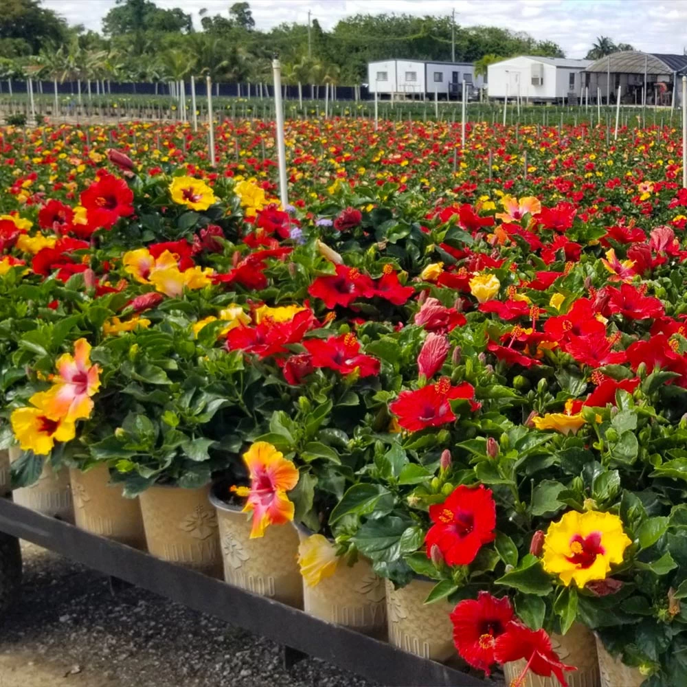 Bloom Bash® Hollywood® Hibiscus - Image 4