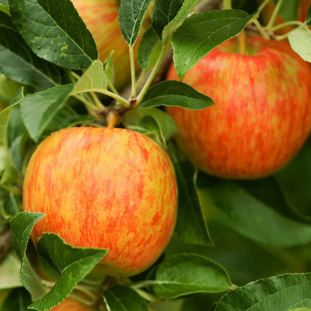 Honeycrisp™ & Sweet Sixteen Twisted Apple Tree - Image 4