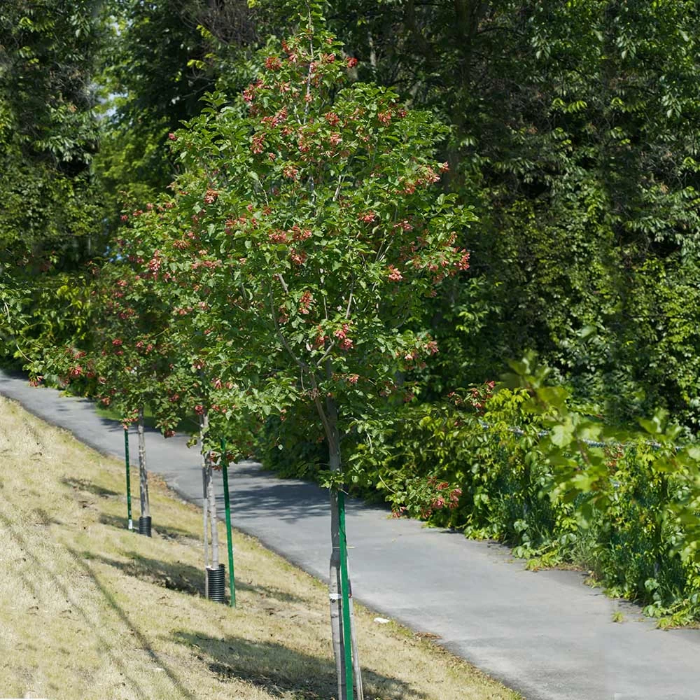 Hot Wings® Maple Tree - Image 3