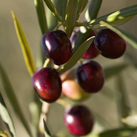 Italian Olive Tree - Image 2