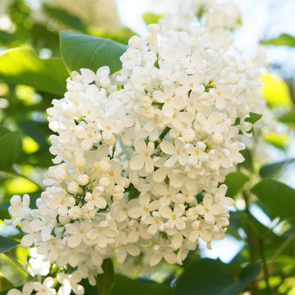 Ivory Silk Japanese Lilac Tree - Image 3