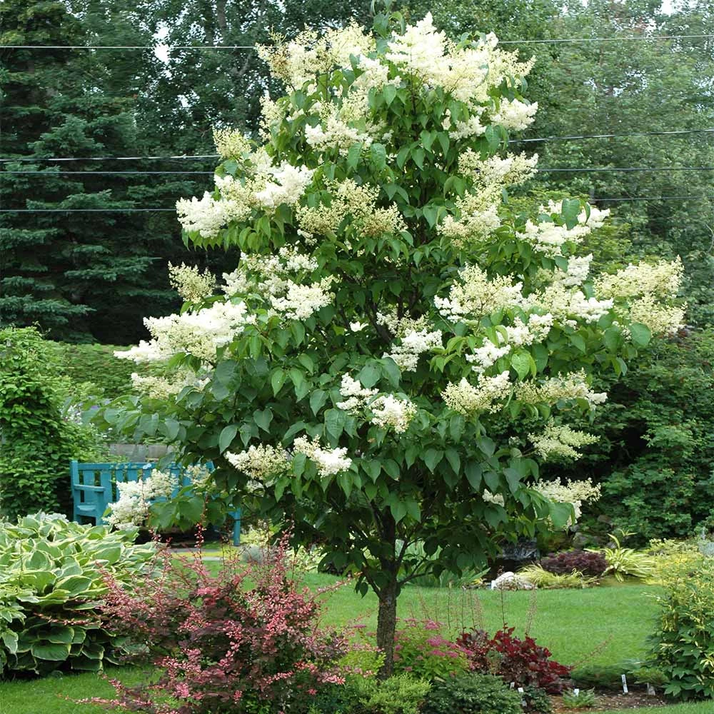Ivory Silk Japanese Lilac Tree - Image 2