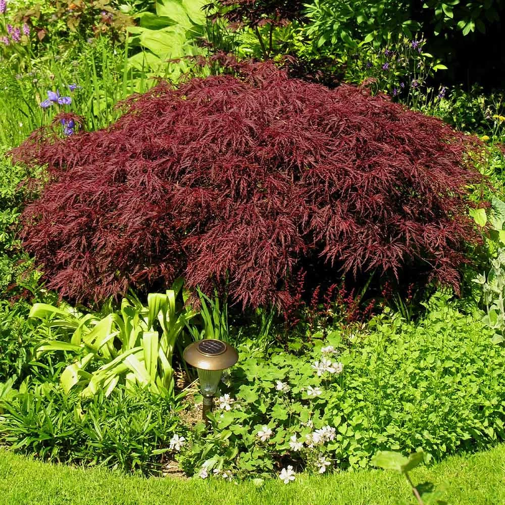Red Dragon Japanese Maple Tree - Image 3