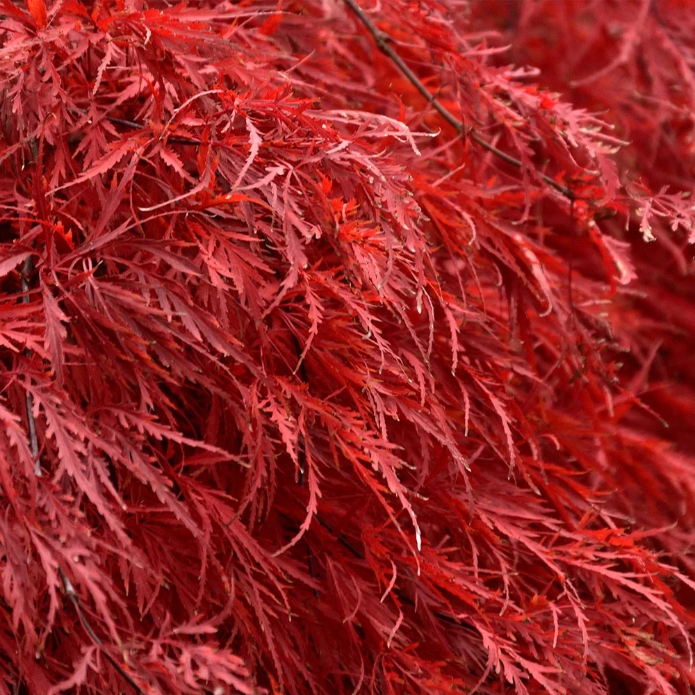 Tamukeyama Japanese Maple Tree - Image 3