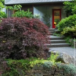 Tamukeyama Japanese Maple Tree