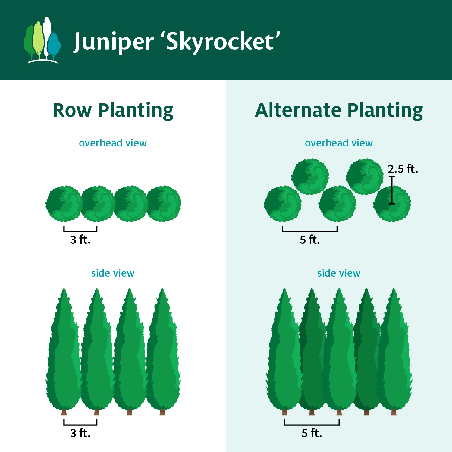 Skyrocket Junipers - Image 6