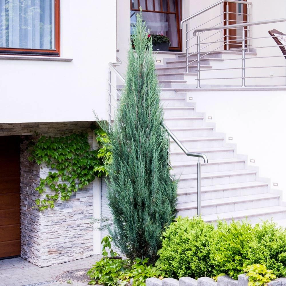 Skyrocket Junipers - Image 3