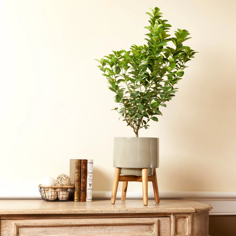 Meyer Lemon + Key Lime Bush Pack - Image 5