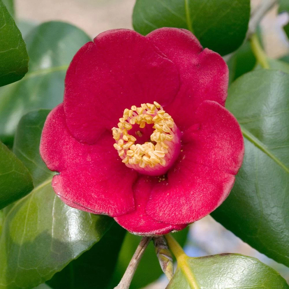Korean Fire Camellia Shrub - Image 2