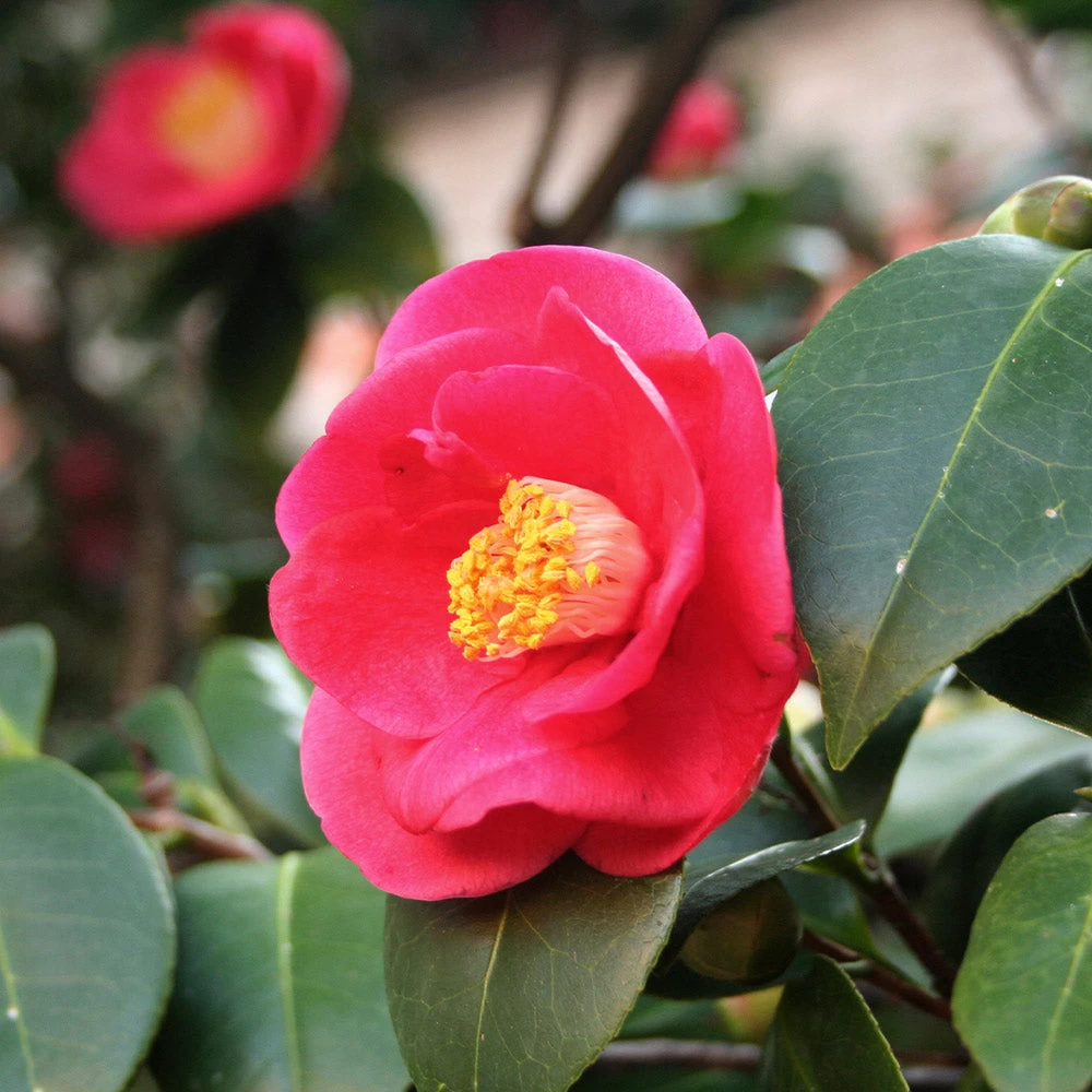Korean Fire Camellia Shrub - Image 3