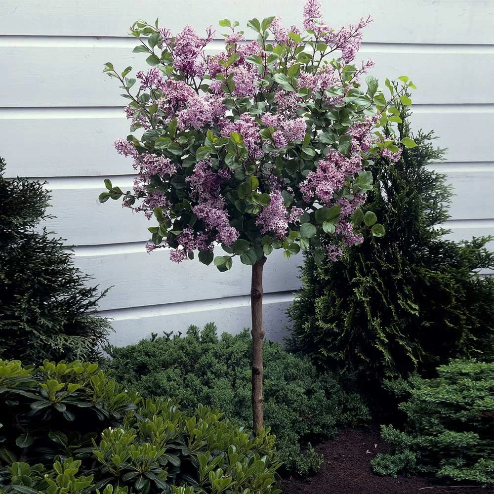 Dwarf Korean Lilac Tree - Image 2