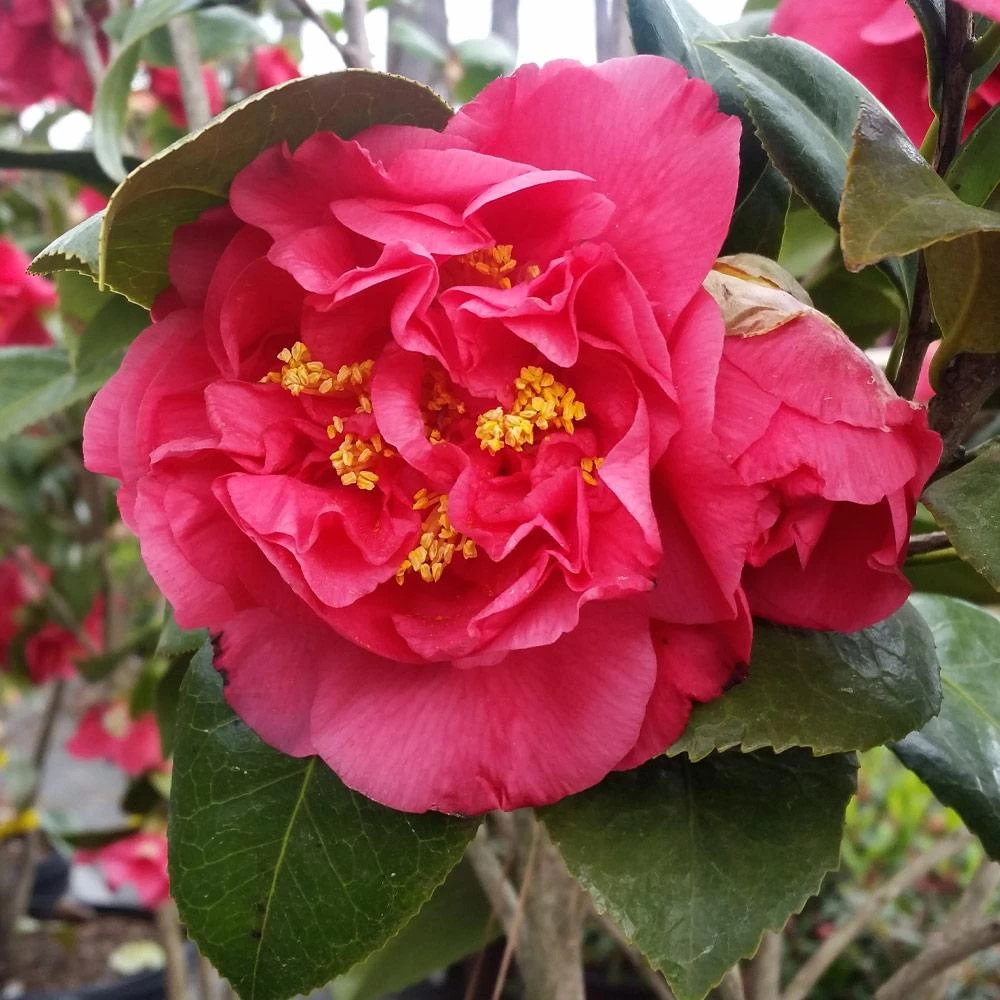 Kramers Camellia Shrub - Image 2