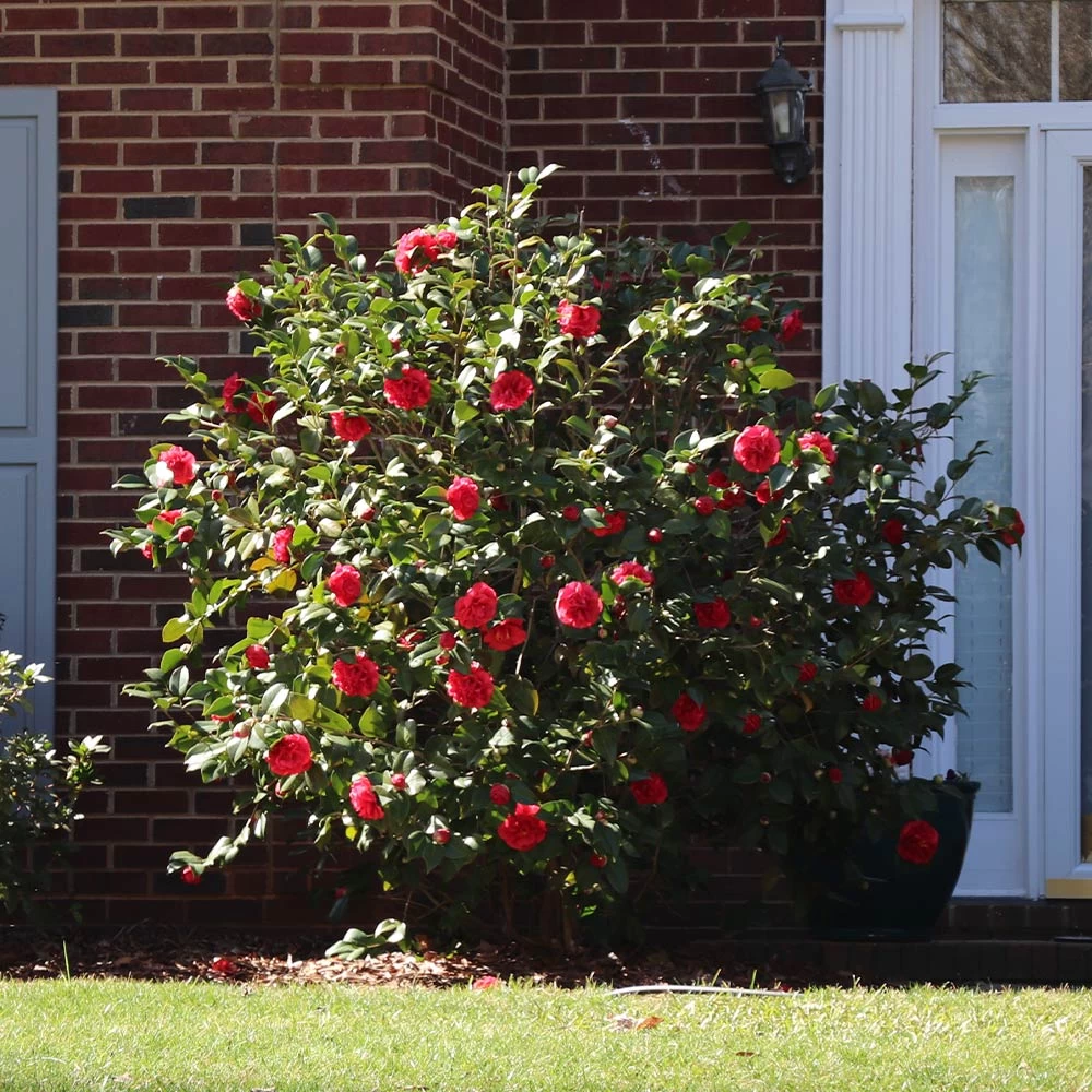 Kramers Camellia Shrub - Image 3