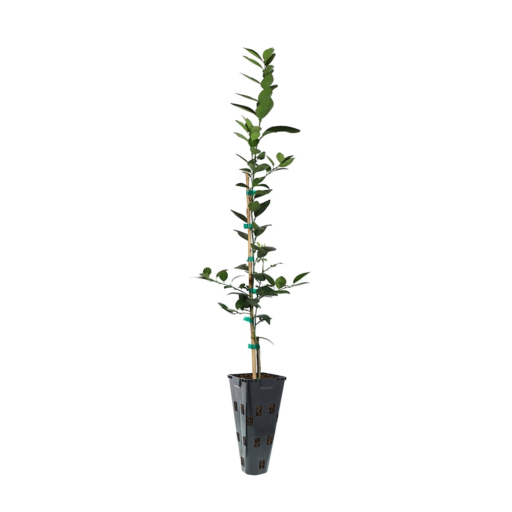 Key Lime Tree - Image 6