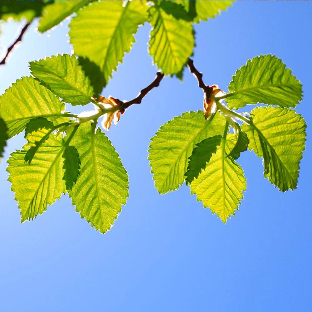 Lacebark Chinese Elm Tree - Image 5