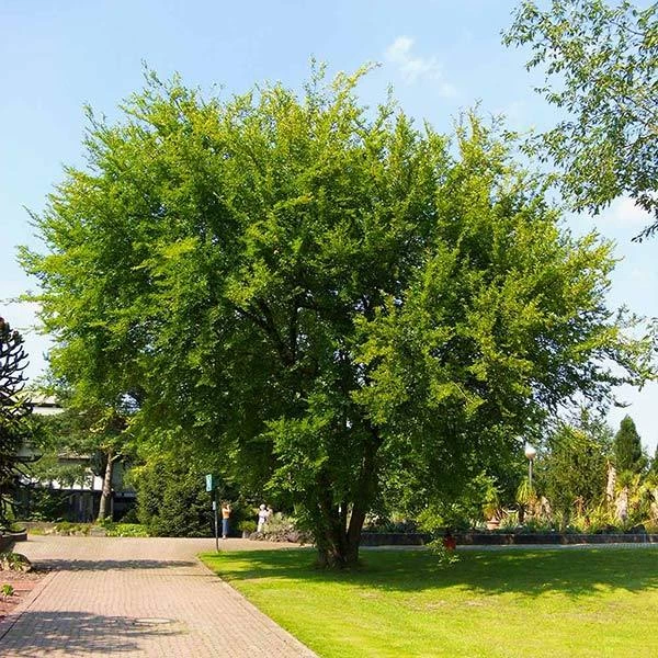 Lacebark Chinese Elm Tree