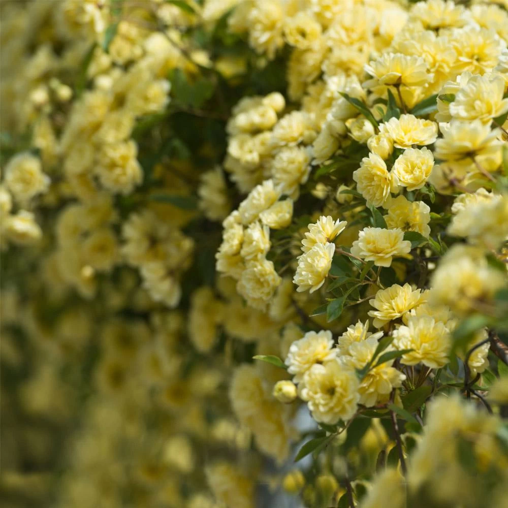 Lady Banks Climbing Rose - Image 2