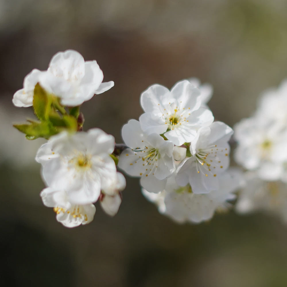 Cherry Pollinator Pack - Image 4