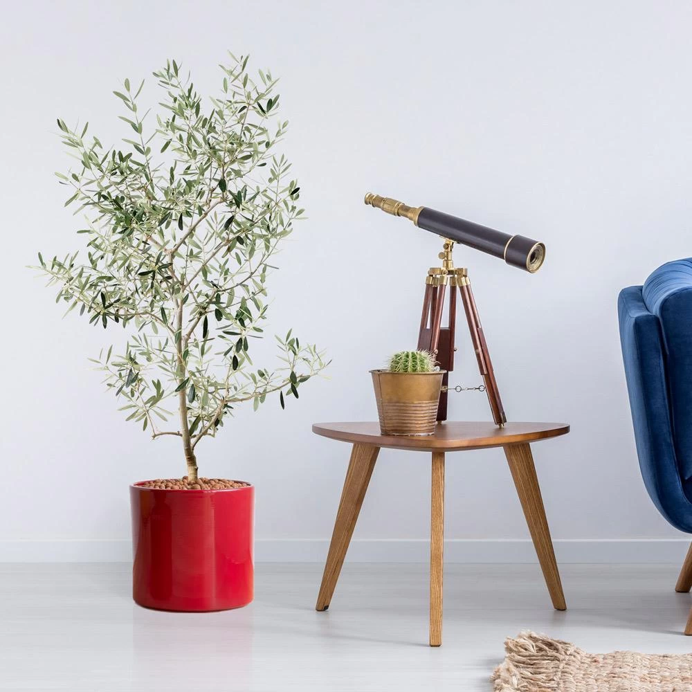 Leccino Olive Tree - Image 2