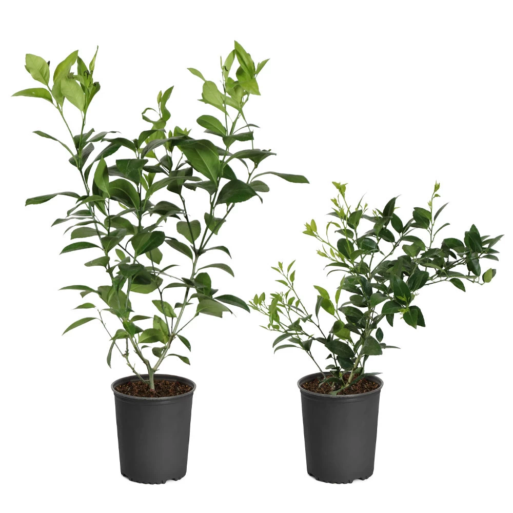 Meyer Lemon + Key Lime Bush Pack - Image 3