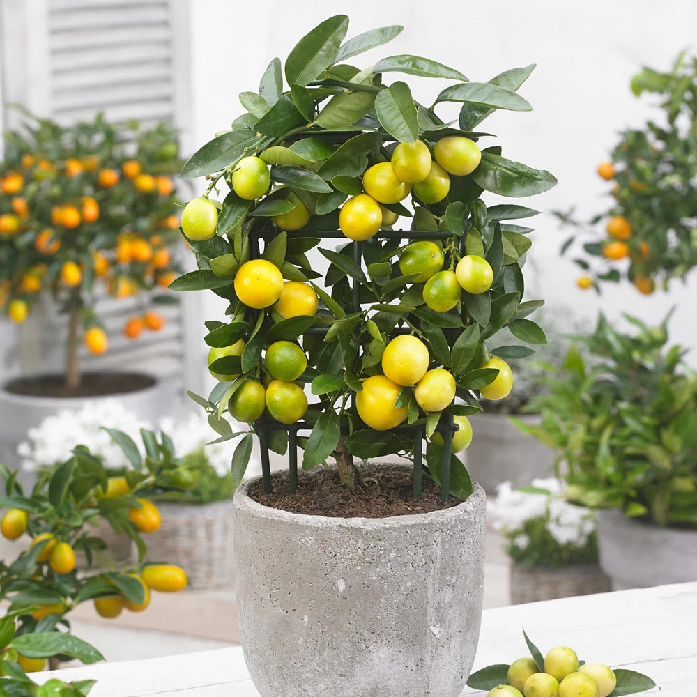 Limequat Citrus Tree - Image 2