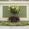 Little Lime® Hydrangea Tree