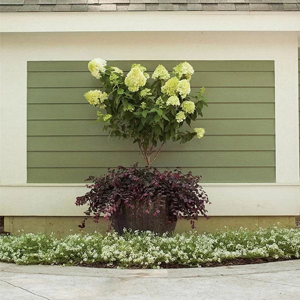 Little LimeĀ® Hydrangea Tree