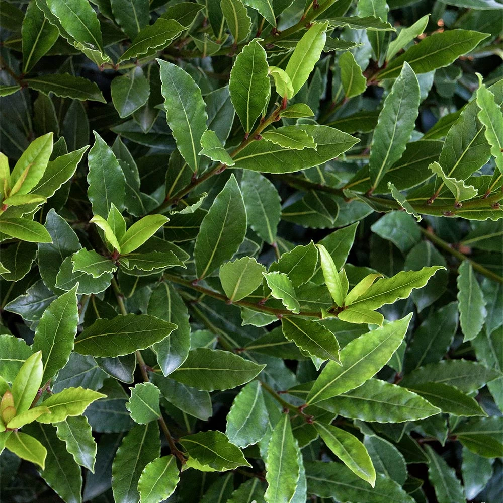 Little RaguĀ® Sweet Bay Shrub - Image 3