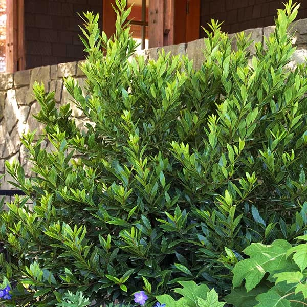 Little RaguĀ® Sweet Bay Shrub