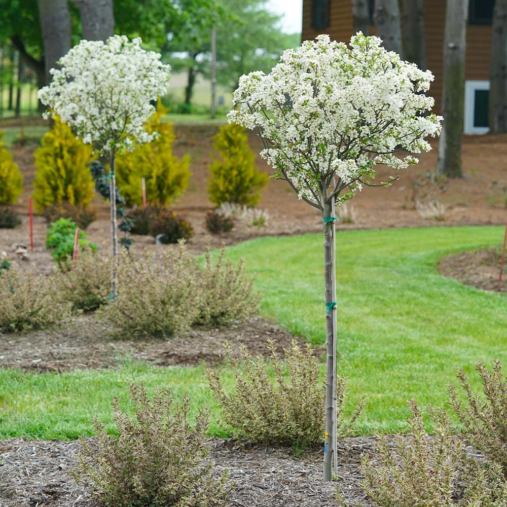 Lollipop® Crabapple Tree - Image 3
