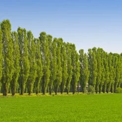 Lombardy Poplar Tree