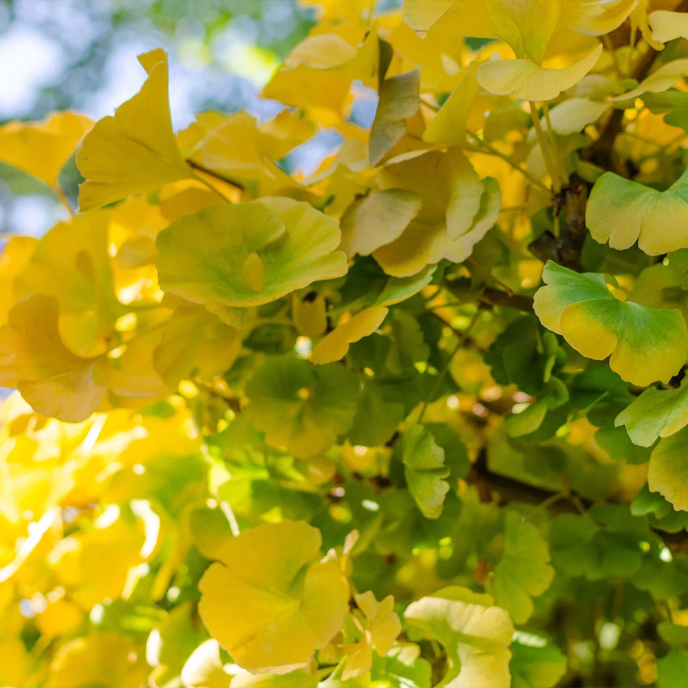 Ginkgo Biloba 'Mariken' Tree - Image 5